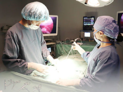 低侵襲外科手術 | ノヤ動物病院