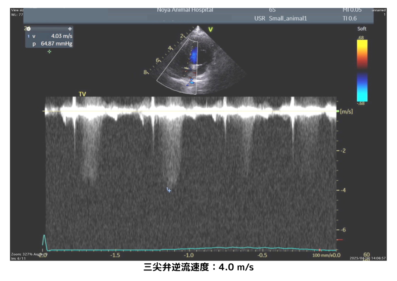 犬の心臓エコー画像。三尖弁の逆流を示す波形が表示されており、逆流速度は4.0m/sと計測されている。