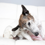 unnamed 2026 01 28T153716.386