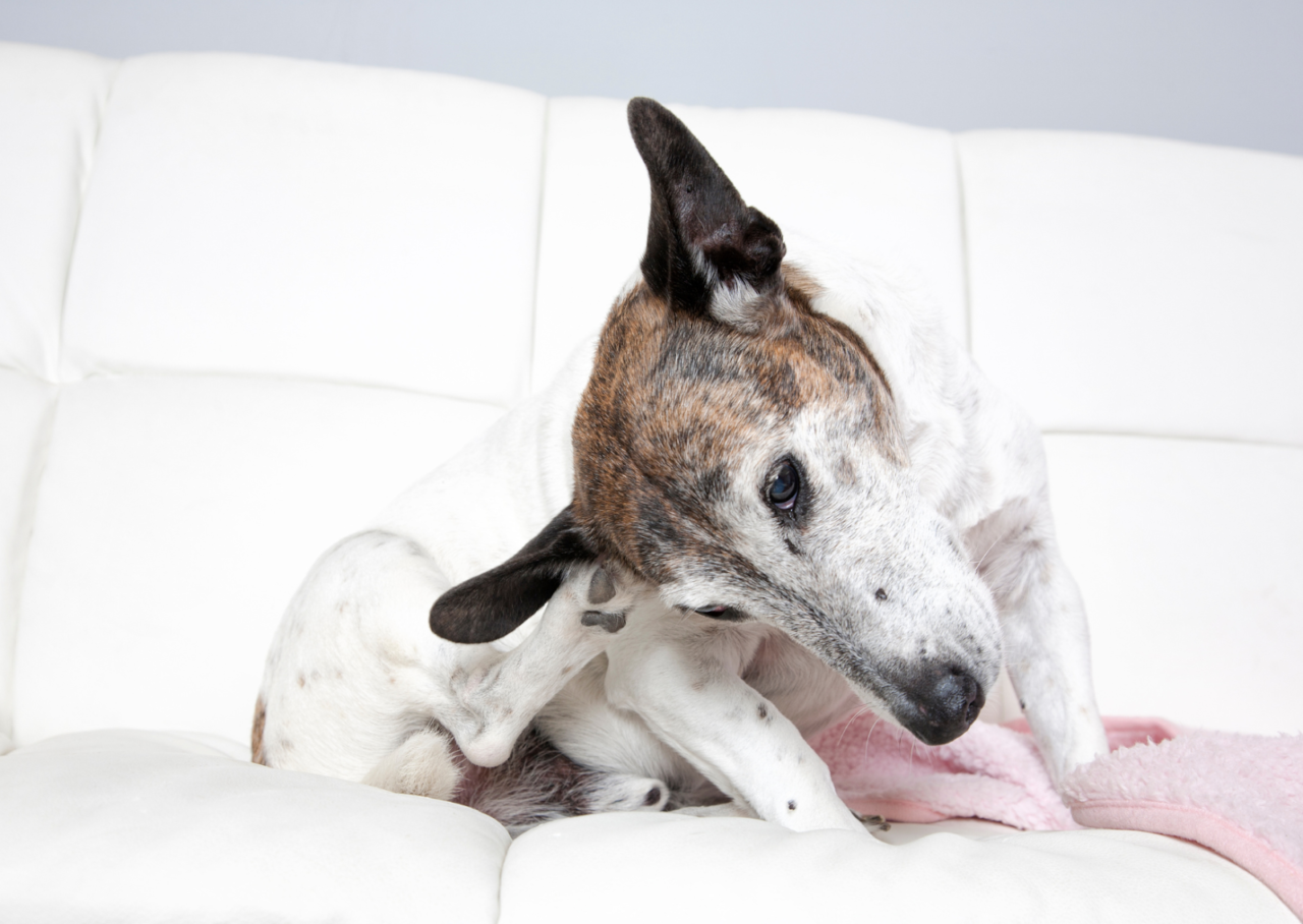 unnamed 2026 01 28T153716.386